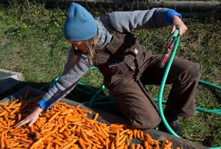 Washing Carrots