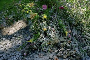 (Once) Wildflowers are cemented