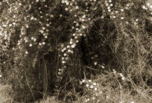 Eden, cherokee roses