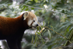 L'heure du repas / meal time
