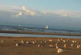 evening sun for birds