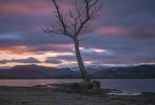Lone tree- Gale Bay. The Lake District UK