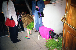 DOG WEARS PINK, EAGLE ROCK