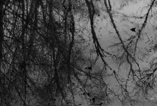 Wet Leaves #8