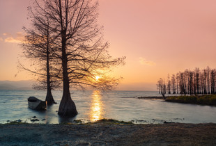 The memory of the tree