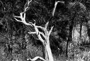 Dead Tree at Korralocking
