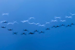 Fleeting Wings