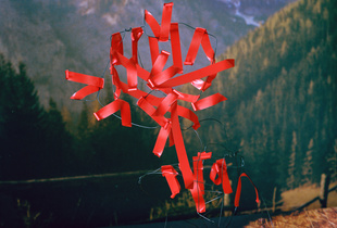 Typical Alpine Flora at the Hochschwab Area
