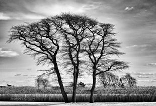 der Baum