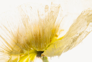 Weißer Mohn in Eis