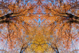 <a href="https://andrewprokos.com/photo/sylvan-landscape-elm-trees-4158/">Sylvan Landscape #1</a>
