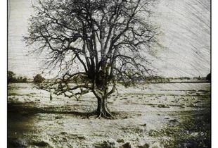 THE TREE OF LIFE