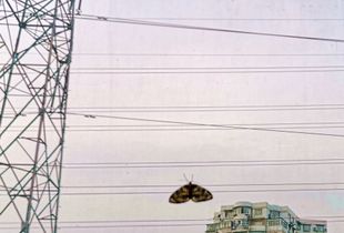 A butterfly