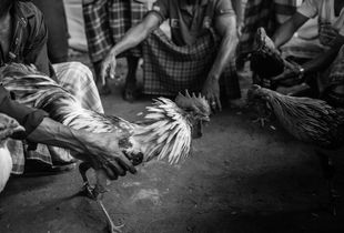 The cocks for each fight are “carefully” selected to create an even or fair fight.  This process prior to a fight takes place in the ring with various handlers and owners seeking a matching opponent.
