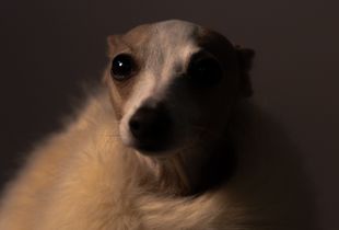 Lady Lea