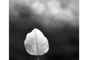 Harbinger of fall