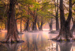 Raices Ancestrales