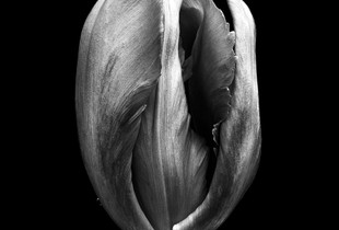 The Tulip