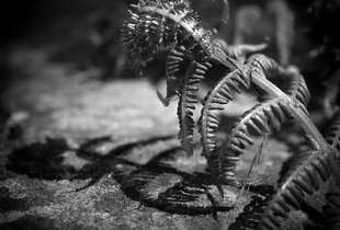 Fern
