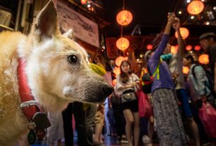 TAIWAN NIGHT_Glance of the dog
