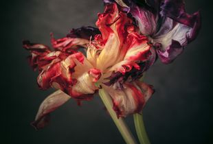 Passion tulips