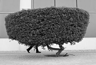 The Walking Bush