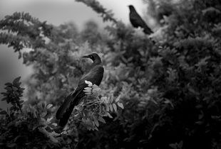 Birds in Tree, Austin, Texas