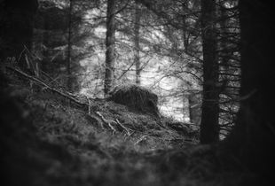 Norwegian Forest Mysteries