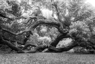 Untitled (I Am The Forest)