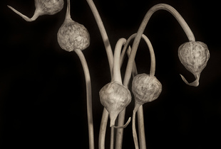 Leeks
