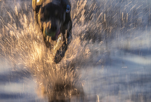 Untitled from the series DOG PARK