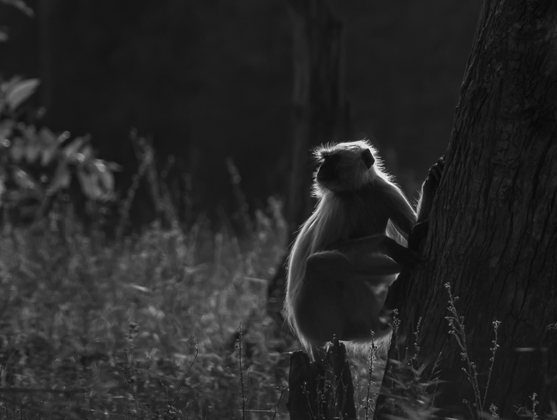 Backlit Langur