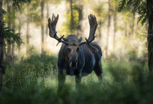 King of the Cottonwoods