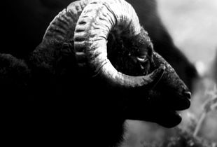 Black Sheep