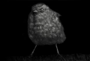 Animal (110). 2008.