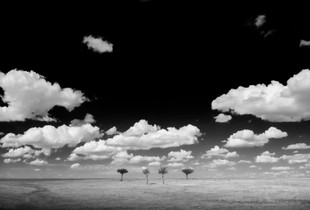 Four Trees Study 3