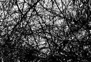 Pollock
