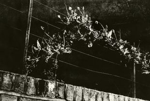 Chasing Shadows - wire