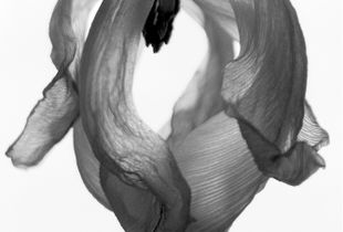 Dying Tulip
