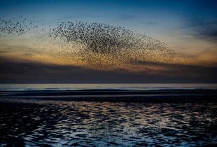 A murmuration of starlings