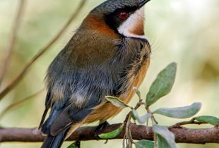 Eastern Spinebill