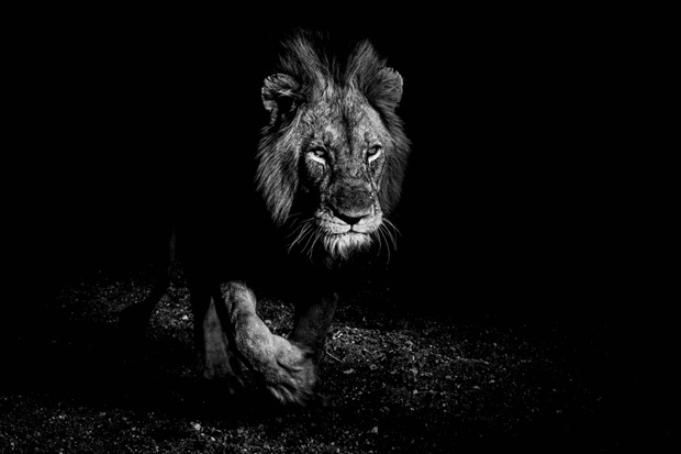 Royal Darkness