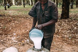 Malawi Rubber Plantation