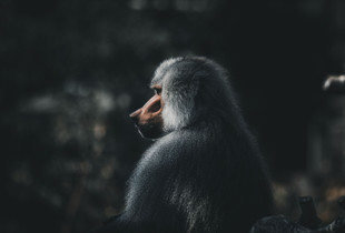 Baboon