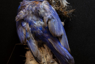 western bluebird