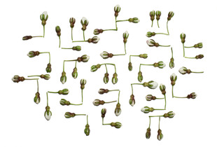 Ground plan 5j: cherry tree