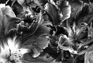 I must have flowers #1