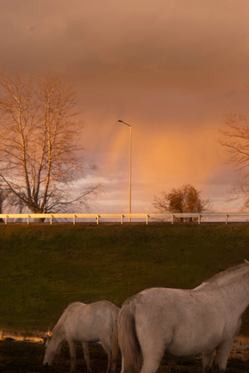 Highway's houses
