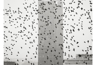 The Migration 1