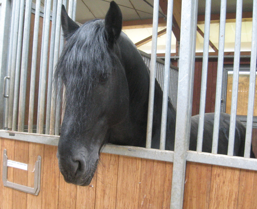 Black Beauty